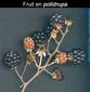 POLIDRUPA, UN FRUTO AGREGADO EN LA ZARZAMORA (Rubus sp.). 
